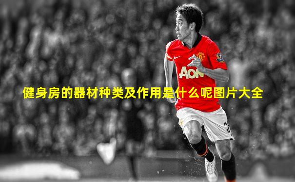 健身房的器材种类及作用是什么呢图片大全